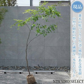 【現品】山採り【イロハモミジ】紅葉 自然風樹形　樹高H≒225 × 枝張W≒130cm　高木 落葉樹 シンボルツリー 植木 庭木 樹木 植栽 和風 洋風 ガーデニング おしゃれ【送料無料】