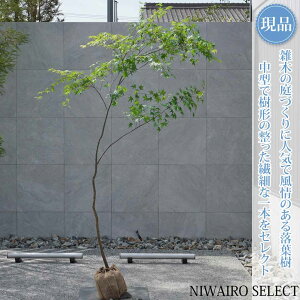 �y���i�z�R�̂�y�C���n���~�W�z�g�t ���R�����`�@����H��225 × �}��W��130cm�@���� ���t�� �V���{���c���[ �A�� ��� ���� �A�� �a�� �m�� �K�[�f�j���O �������y���������z