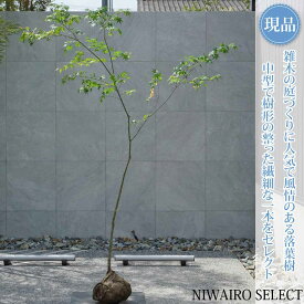 【現品】山採り【イロハモミジ】紅葉 自然風樹形　樹高H≒220 × 枝張W≒160cm　高木 落葉樹 シンボルツリー 植木 庭木 樹木 植栽 和風 洋風 ガーデニング おしゃれ【送料無料】