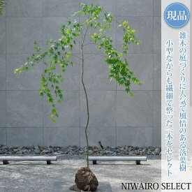 【現品】山採り【イロハモミジ】紅葉 自然風樹形　樹高H≒160 × 枝張W≒120cm　高木 落葉樹 シンボルツリー 植木 庭木 樹木 植栽 和風 洋風 ガーデニング おしゃれ【送料無料】