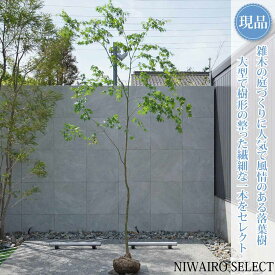 【現品】山採り【イロハモミジ】紅葉 自然風樹形　樹高H≒320 × 枝張W≒170cm　高木 落葉樹 シンボルツリー 植木 庭木 樹木 植栽 和風 洋風 ガーデニング おしゃれ【送料無料】