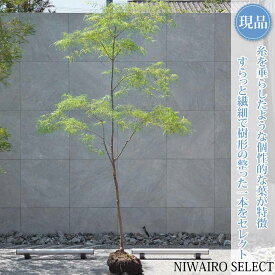 【現品】【琴の糸】コトノイト モミジ 紅葉 自然風樹形　樹高H≒240 × 枝張W≒140cm　高木 落葉樹 シンボルツリー 植木 庭木 樹木 植栽 和風 洋風 ガーデニング おしゃれ【送料無料】