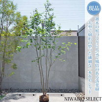 楽天市場】ヤマモミジ 株 立ちの通販