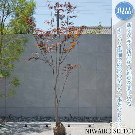 【現品】【ノムラモミジ】野村紅葉 本株立ち 自然風樹形　樹高H≒290 × 枝張W≒150cm　高木 落葉樹 シンボルツリー 植木 庭木 樹木 植栽 和風 洋風 ガーデニング おしゃれ【送料無料】