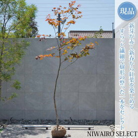 【現品】【ノムラモミジ】野村紅葉 自然風樹形　樹高H≒290 × 枝張W≒150cm　高木 落葉樹 シンボルツリー 植木 庭木 樹木 植栽 和風 洋風 ガーデニング おしゃれ【送料無料】