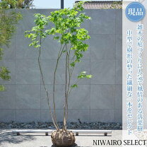 楽天市場】オオモミジ（植木｜ガーデニング・農業）：花・ガーデン 
