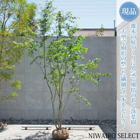 【現品】山採り【イロハモミジ】紅葉 株立ち 自然風樹形　樹高H≒310 × 枝張W≒210cm　高木 落葉樹 シンボルツリー 植木 庭木 樹木 植栽 和風 洋風 ガーデニング おしゃれ【送料無料】