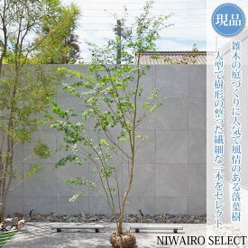 【現品】山採り【イロハモミジ】紅葉 株立ち 自然風樹形　樹高H≒300 × 枝張W≒160cm　高木 落葉樹 シンボルツリー 植木 庭木 樹木 植栽 和風 洋風 ガーデニング おしゃれ【送料無料】