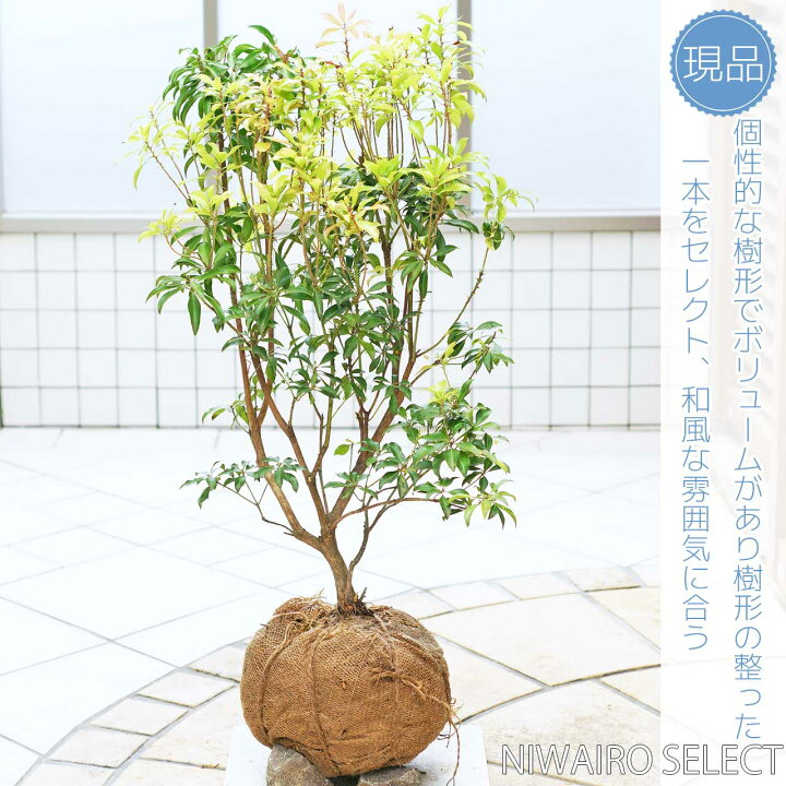 楽天市場】【アセビ】 紅花 自然樹形 樹高H≒70 × 枝張W≒50cm 低木 