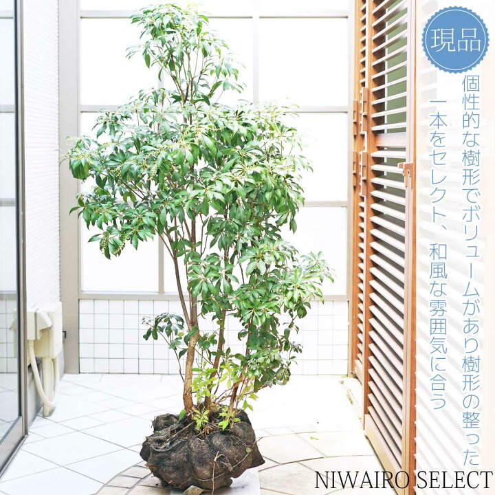楽天市場】山採り【アセビ】 株立ち 自然樹形 樹高H≒145 × 枝張W 