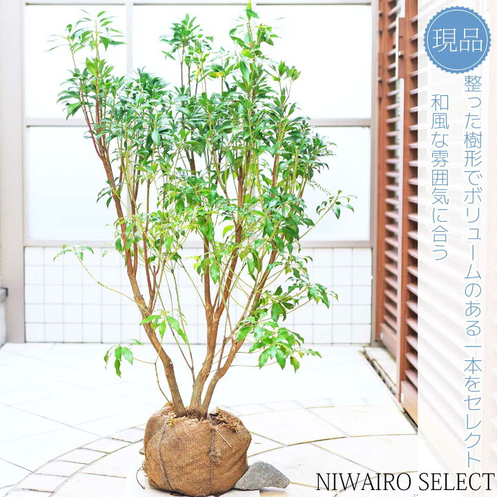 楽天市場】【アセビ】 白花 馬酔木 株立ち 自然樹形 樹高H≒90 × 枝張W 