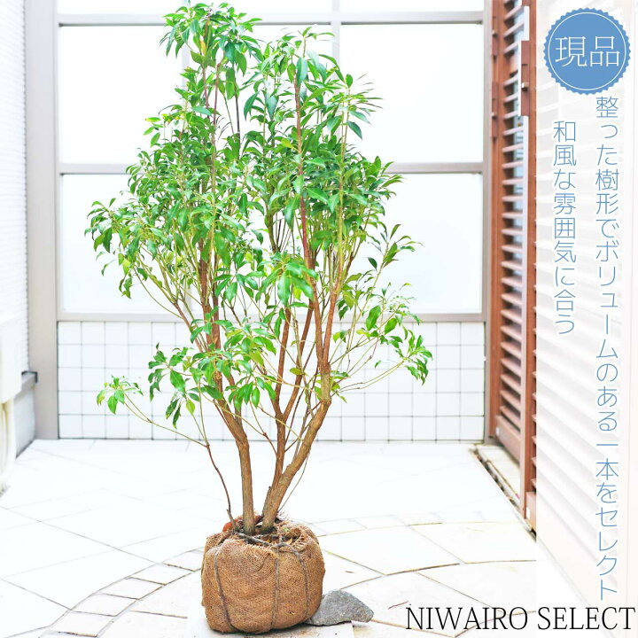 楽天市場】【アセビ】 白花 馬酔木 株立ち 自然樹形 樹高H≒95 × 枝張W 