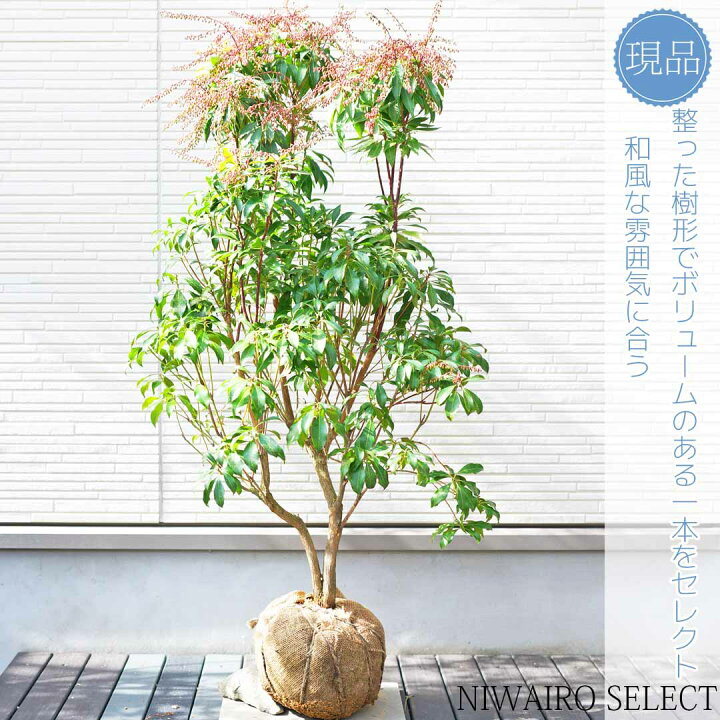 楽天市場】【アセビ】 白花 馬酔木 株立ち 自然樹形 樹高H≒95 × 枝張W 