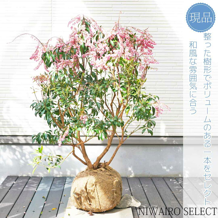 楽天市場】【アセビ】 紅花 株立ち 自然樹形 樹高H≒70 × 枝張W≒60cm 
