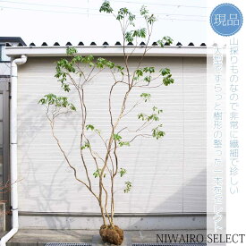 【現品】山採り【大型アセビ】白花 馬酔木 株立ち 自然風樹形　樹高H≒315 × 枝張W≒200cm　低木 常緑樹 シンボルツリー 植木 庭木 樹木 植栽 和風 洋風 ガーデニング おしゃれ【送料無料】