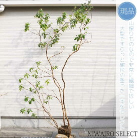 【現品】山採り【大型アセビ】白花 馬酔木 株立ち 自然風樹形　樹高H≒270 × 枝張W≒150cm　低木 常緑樹 シンボルツリー 植木 庭木 樹木 植栽 和風 洋風 ガーデニング おしゃれ【送料無料】