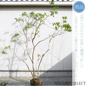 【現品】山採り【大型アセビ】白花 馬酔木 株立ち 自然風樹形　樹高H≒260 × 枝張W≒210cm　低木 常緑樹 シンボルツリー 植木 庭木 樹木 植栽 和風 洋風 ガーデニング おしゃれ【送料無料】