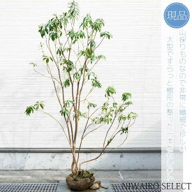 【現品】山採り【アセビ】白花 馬酔木 株立ち 自然風樹形　樹高H≒180 × 枝張W≒110cm　低木 常緑樹 シンボルツリー 植木 庭木 樹木 植栽 和風 洋風 ガーデニング おしゃれ【送料無料】