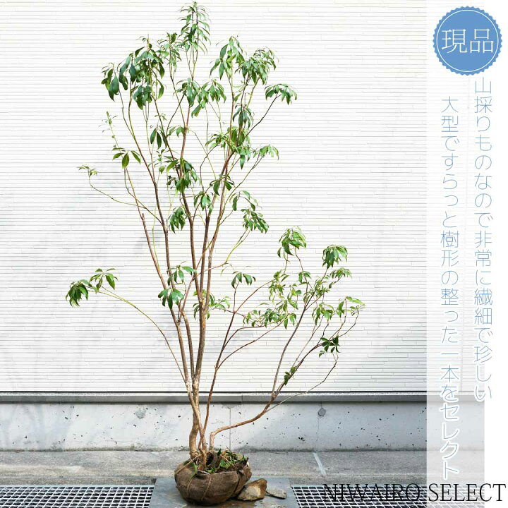 楽天市場】【現品】山採り【アセビ】白花 馬酔木 株立ち 自然風樹形 