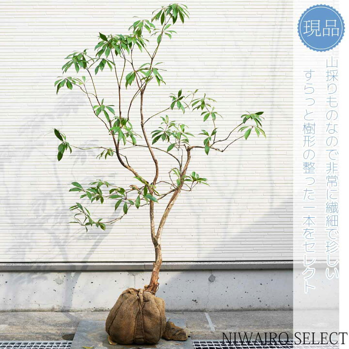 楽天市場】【現品】山採り【アセビ】白花 馬酔木 自然風樹形 樹高H 