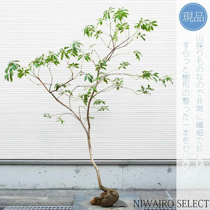 楽天市場】【現品】山採り【アセビ】白花 馬酔木 自然風樹形 樹高H 