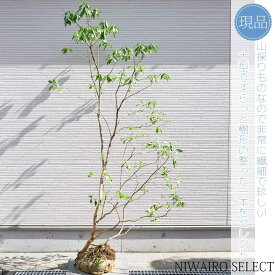 【現品】山採り【大型アセビ】白花 馬酔木 自然風樹形　樹高H≒240 × 枝張W≒120cm　低木 常緑樹 シンボルツリー 植木 庭木 樹木 植栽 和風 洋風 ガーデニング おしゃれ【送料無料】