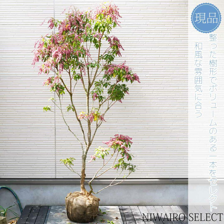 楽天市場】【現品】【アセビ】紅花 馬酔木 株立ち 自然風樹形 樹高H 
