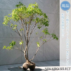 【現品】【アセビ】白花 馬酔木 自然風樹形 樹高H≒110 × 枝張W≒100cm 低木 常緑樹 シンボルツリー 植木 庭木 樹木 植栽 和風 洋風 ガーデニング おしゃれ【送料無料】