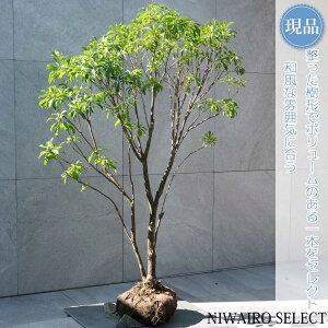 【現品】【アセビ】白花 馬酔木 自然風樹形 樹高H≒130 × 枝張W≒90cm 低木 常緑樹 シンボルツリー 植木 庭木 樹木 植栽 和風 洋風 ガーデニング おしゃれ【送料無料】