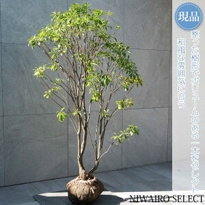 【現品】【アセビ】白花 馬酔木 自然風樹形 樹高H≒130 × 枝張W≒80cm 低木 常緑樹 シンボルツリー 植木 庭木 樹木 植栽 和風 洋風 ガーデニング おしゃれ【送料無料】