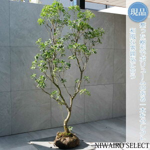 【現品】【アセビ】紅花 馬酔木 自然風樹形 樹高H≒160 × 枝張W≒80cm 低木 常緑樹 シンボルツリー 植木 庭木 樹木 植栽 和風 洋風 ガーデニング おしゃれ【送料無料】