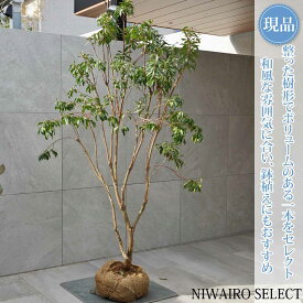 【現品】【アセビ】白花 馬酔木 自然風樹形　樹高H≒175 × 枝張W≒110cm　低木 常緑樹 シンボルツリー 植木 庭木 樹木 植栽 和風 洋風 ガーデニング おしゃれ【送料無料】