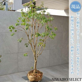 【現品】【アセビ】白花 馬酔木 自然風樹形　樹高H≒180 × 枝張W≒110cm　低木 常緑樹 シンボルツリー 植木 庭木 樹木 植栽 和風 洋風 ガーデニング おしゃれ【送料無料】