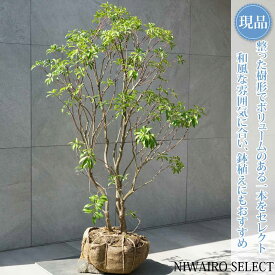 【現品】【アセビ】紅花 馬酔木 自然風樹形　樹高H≒120 × 枝張W≒85cm　低木 常緑樹 シンボルツリー 植木 庭木 樹木 植栽 和風 洋風 ガーデニング おしゃれ【送料無料】