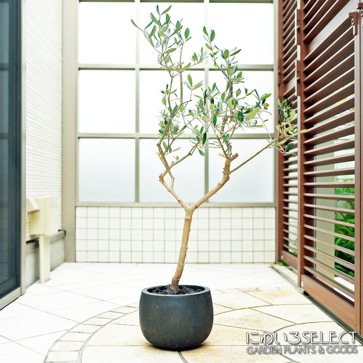 全高h 115 H18cm W22 5 おしゃれ ガーデニング ギフト グレー プランター ポット 低木 常緑樹 庭木 枝張w 70cm 植木 植物 樹木 灰色 緑 苗木 観葉植物 鉢 鉢植え 総合福袋 枝張w 70cm 全高h 115 H18cm W22 5 おしゃれ ガーデニング ギフト グレー プランター ポット 低木 常緑樹 庭木 枝張w 70cm 植木 植物 樹木 灰色 緑 苗木 観葉植物 鉢 鉢植え 総合福袋 枝張w 70cm