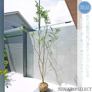 yizyTXxzSg  R`@H290 × }W150cm@ t V{c[ A   A a m K[fjO yz
