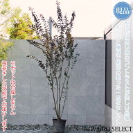 【現品】【黒葉 サルスベリ】ブラックパール 紅花 赤花 本株立ち 自然風樹形　樹高H≒310 × 枝張W≒130c…