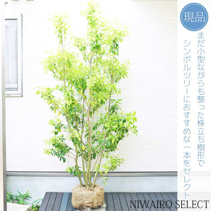 楽天市場】【ソヨゴ】 自然樹形 株立ち 樹高H≒205 × 枝張W≒110cm 