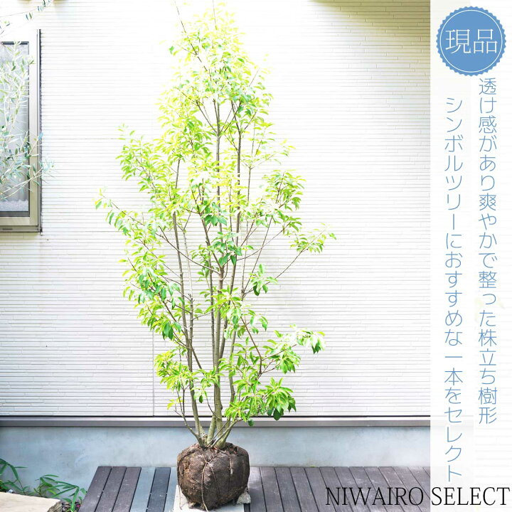楽天市場】【ソヨゴ】 自然樹形 株立ち 樹高H≒205 × 枝張W≒110cm 
