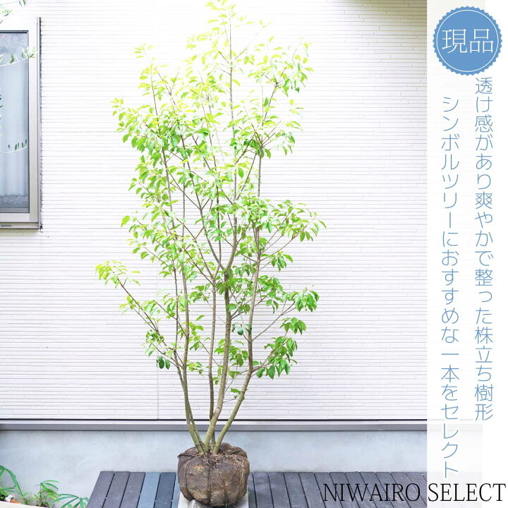 楽天市場】【ソヨゴ】 自然樹形 株立ち 樹高H≒195 × 枝張W≒90cm 高木