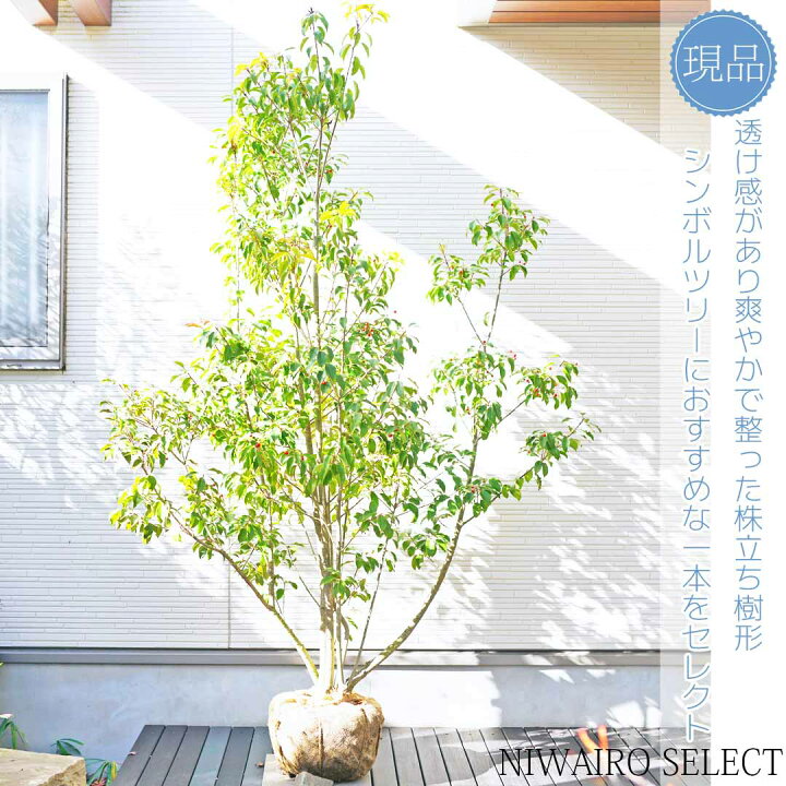 楽天市場】【ソヨゴ】株立ち 自然風樹形 雌株 樹高H≒190 × 枝張W  