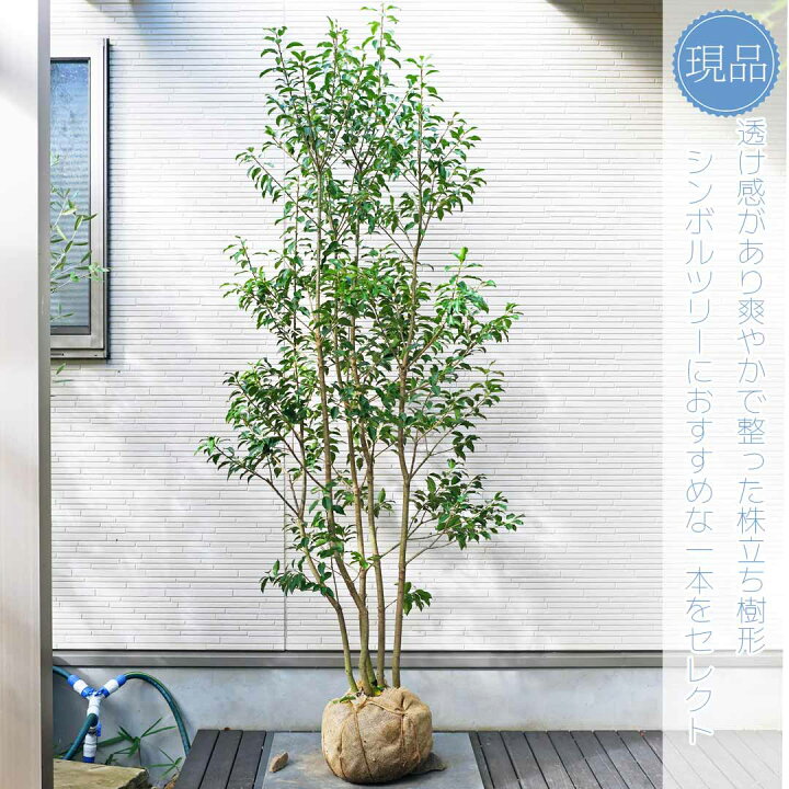 楽天市場】【ソヨゴ】株立ち 自然風樹形 雌株 樹高H≒190 × 枝張W 