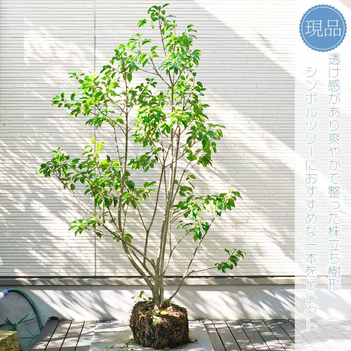 楽天市場】【ソヨゴ】株立ち 自然風樹形 雌株 樹高H≒145 × 枝張W 