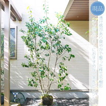 楽天市場】ソヨゴ 株立ち 3mの通販 