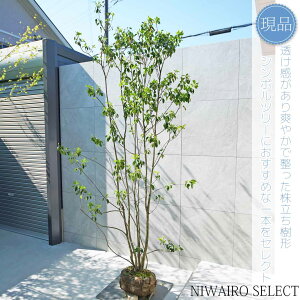 yizy\Sz R` Ys@H260 × }W130cm@ Ύ V{c[ A   A a m K[fjO yz