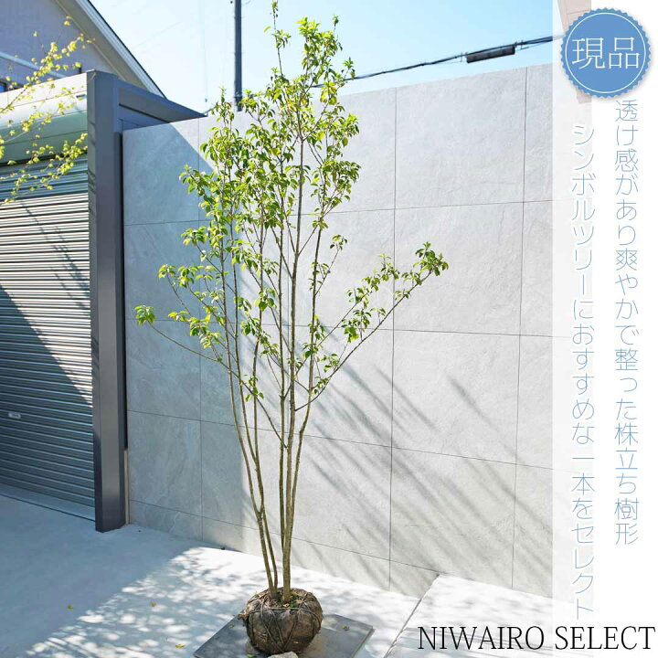 楽天市場】【現品】【ソヨゴ】株立ち 自然風樹形 雌株 樹高H≒240 × 枝 