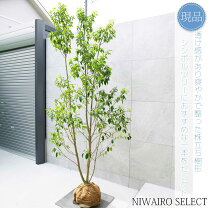 楽天市場】ソヨゴ 株立ちの通販