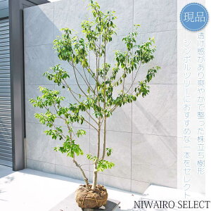 yizy\Sz R` Ys@H205 × }W130cm@ Ύ V{c[ A   A a m K[fjO yz