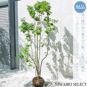 yizy\Sz R` @H210 × }W110cm@ Ύ V{c[ A   A a m K[fjO yz
