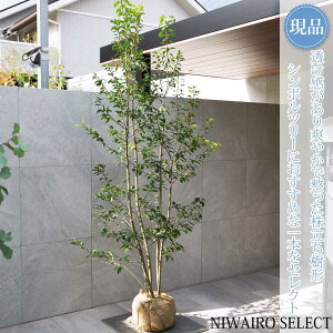 yizy\Sz R` @H230 × }W100cm@ Ύ V{c[ A   A a m K[fjO yz